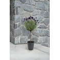 thumbnail image 2 of Lavande en standard, 2 of 2