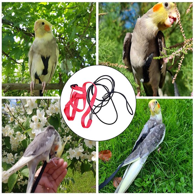 Outdoor Pet Flying Leash Camping Hiking Adjustable Elastic Portable Adjustable Small Animal Chest Harness Training Rope Pets Supplies S