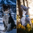thumbnail image 2 of 3 Modes LED Dog Collar USB Rechargeable Cuttable Glowing Dog Necklace for Small Medium Large Dogs, 2 of 9