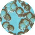 thumbnail image 1 of Ahgly Company Machine Washable Indoor Round Transitional Hazel Green Area Rugs, 6' Round, 1 of 7