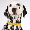 thumbnail image 4 of REK Candy Color Pet Collar Minimalist Cat & Dog Collar With (Adjustable Leather Neckband), 4 of 5