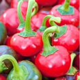 thumbnail image 2 of GSDWIUEW Seeds Hot Pepper Cherry Round Red Heiroom Vegetable for Planting, 2 of 8