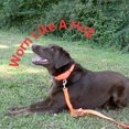 thumbnail image 3 of Country Brook Petz Martingale Dog Collar - Heavy-Duty Training Collar with No Buckle - Service Dog Collar for All Pups - Vibrant, Colorful Collection (Hot Orange, 3/4 Inch, Small), 3 of 8