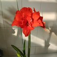 thumbnail image 1 of GSDWIUEW Double Amaryllis Bulbs for Fall Planting Large Hippeastrum Perennial Flowers Bulbs Size 10-11 Inch Perfect for Home Decor Garden, Gift with Wrapping and Planting Instruction (1, TIKA Dragon), 1 of 4