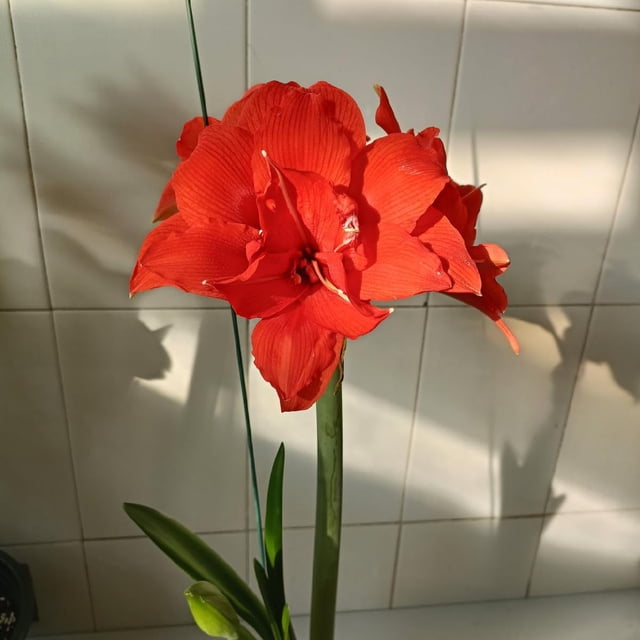GSDWIUEW Double Amaryllis Bulbs for Fall Planting Large Hippeastrum Perennial Flowers Bulbs Size 10-11 Inch Perfect for Home Decor Garden, Gift with Wrapping and Planting Instruction (1, TIKA Dragon)