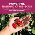 thumbnail image 3 of HANDPICK Hibiscus Tea Bags - 100 Count | Caffeine-Free, Pure Ingredients - Hibiscus Flowers | Brew Hot, Iced Tea or Kombucha Tea | Round Nutritious Herbal Tea Bags, 3 of 8