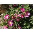 thumbnail image 3 of 15 Pink WOOD'S ROSE Bush Mountain Rose Rosa Woodsii Fragrant Flower Seeds, 3 of 3