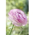 thumbnail image 1 of Bulbes de fleurs Tasc - Renoncule asiatique Picotee blanche, 1 of 2