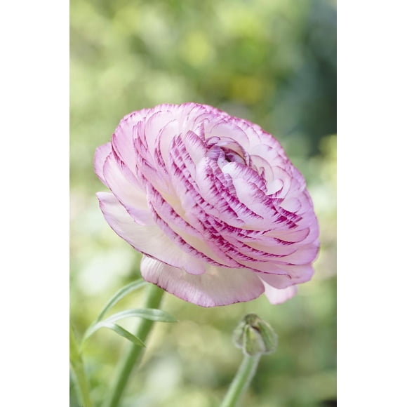 Tasc Flower Bulbs- Ranunculus Asiaticus Picotee White