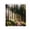 L, variant on RXIRUCGD Trees Forest Sunlight Shower Curtain Straight Tall Trees Sunshine Attractive Nature Landscape Waterproof Fabric Bathroom Decor