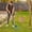 Green, variant on Dvkptbk Artificial Grass Rake Artificial Rake Rake for Leaves and Grass Rakes for Lawns Heavy Duty