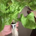 thumbnail image 3 of Seedling Block Peat Planting Block for Hydroponics Soilless Plants Germination 50 Pcs, 3 of 7