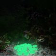 thumbnail image 4 of Vaidha 200Pcs In Dark Pebbles Stone Home Garden Walkway Aquarium Fish Tank, 4 of 7
