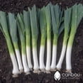 thumbnail image 3 of GSDWIUEW LEEK Autumn Giant *40-50 Seeds* Heirloom & Organic Vegetable-Seed, 3 of 3