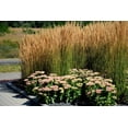 thumbnail image 3 of Feather Reed Grass 2 Gallon, 3 of 4