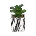 thumbnail image 4 of Fausse plante grasse miniature Kibo avec pot rayé, 4 of 5
