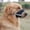 D, variant on Riforla Dog Muzzle German Dog Adjustable with Muzzle Large Dog Mouth Guard Adjustable with Dog Muzzle Suitable for Small Dogs Barking Breathable Mesh Dog Muzzle Pet accessories A L
