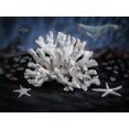 thumbnail image 2 of Abbott Collection Étoile de Mer Simple Moyenne - Résine, Blanc (6 Pouces L), 2 of 2