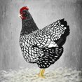 thumbnail image 3 of Poule wyandotte Noir et Blanc - Toile 36"x36 Pouces - Impression à la Demande, 3 of 5