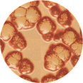 thumbnail image 1 of Ahgly Company Tapis d'Intérieur Ronds Transitionnels Orange Lavables à la Machine, 4 Pieds Rond, 1 of 7