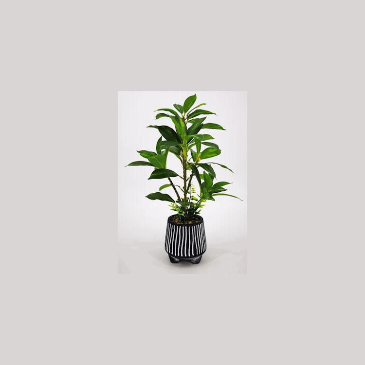 Plante en pot rayée de Lerman Decor
