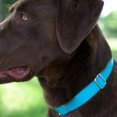 thumbnail image 3 of Country Brook Petz Martingale Dog Collar - Heavy-Duty Training Collar with No Buckle - Service Dog Collar for All Pups - Vibrant, Colorful Collection (Ice Blue, 1 Inch, Extra Large), 3 of 8