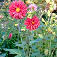 thumbnail image 3 of Panacea 48 in. Plant Support, 3 of 8