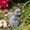 Gray_Hot#76125, variant on Pet Memorial Stone for Cats and Dogs - Resin Garden Ornament for Patio or Home
