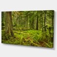 thumbnail image 2 of Lush Rainforest in Cathedral Grove - Landscape Canvas Art Print, 2 of 4