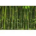 thumbnail image 2 of GSDWIUEW 300+ Giant Green Bamboo Seeds for Planting-Fast Growing Privacy Screen,Winter Hardy & Eco-Friendly, 2 of 5
