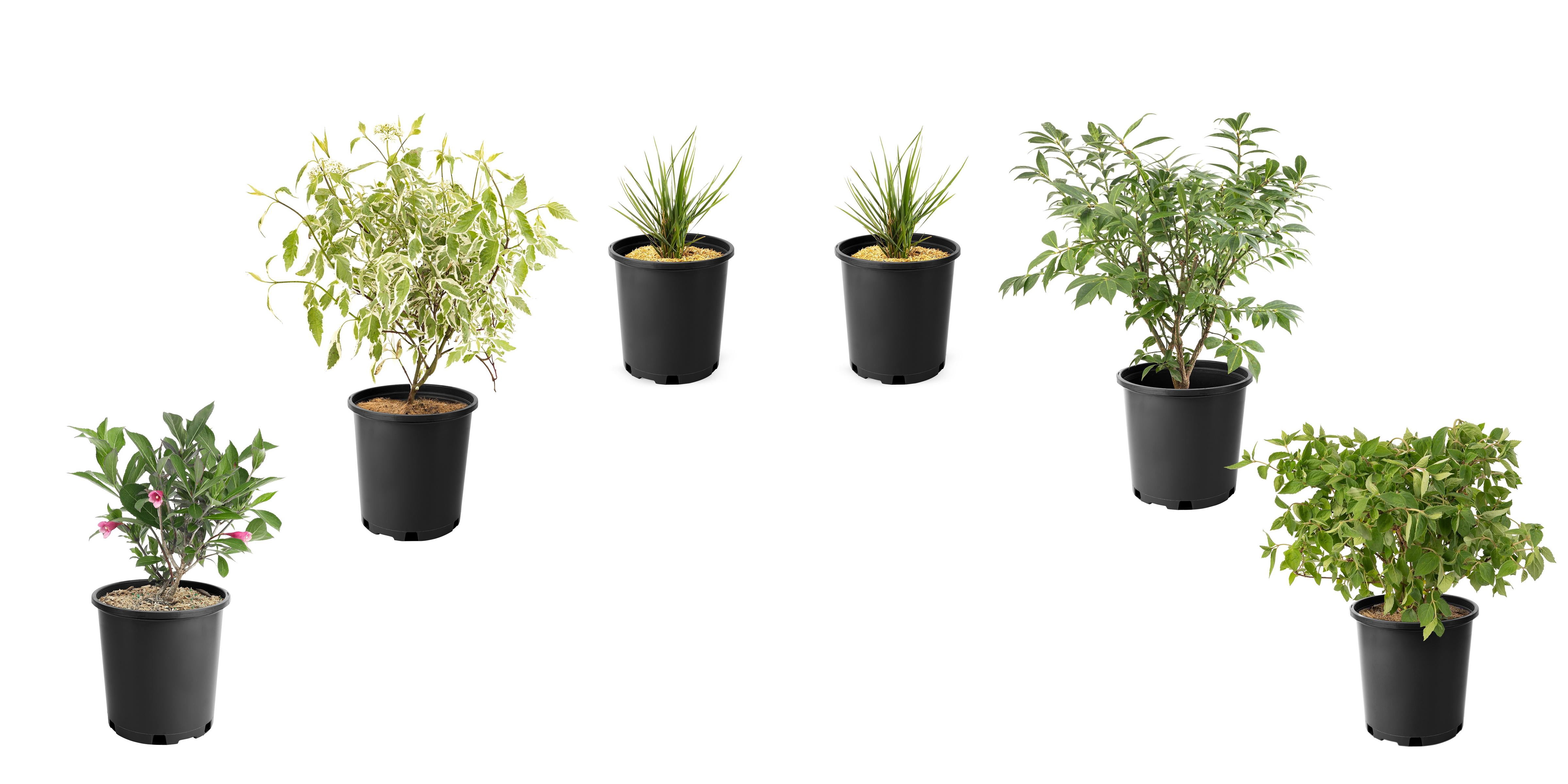 Ensemble de arbuste 6 contenants de 1 gallon jardin dautomne