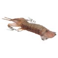 thumbnail image 1 of Marine Animal Model,  Plastic Mantis Shrimp Shape Solid Simulation Shrimp Attractive  For Children Cognitive Toy For House Decoration, 1 of 8