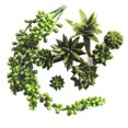 thumbnail image 3 of Coofit Artificial Succulent DIY Realistic Mini Unpotted Succulent Artificial Plant, 3 of 8