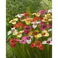 thumbnail image 1 of Tasc Flower Bulbs- Tigridia Pavonia Assorted, 1 of 2