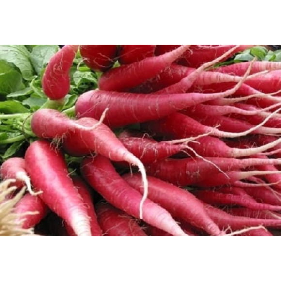 100 CHINA ROSE RADISH (Chinese Winter Radish) Raphanus Sativus Vegetable Seeds