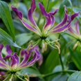thumbnail image 1 of HJADGG Bulbes de Rothschildiana Gloriosa (Lys de Feu/lys en Flammes) - Fleur de Vigne Grimpante Exotique 8 Pcs / 20 Pcs Floraisons Rouges et Jaunes Vibrantes pour Jardin et Contenants (Violet,20), 1 of 5