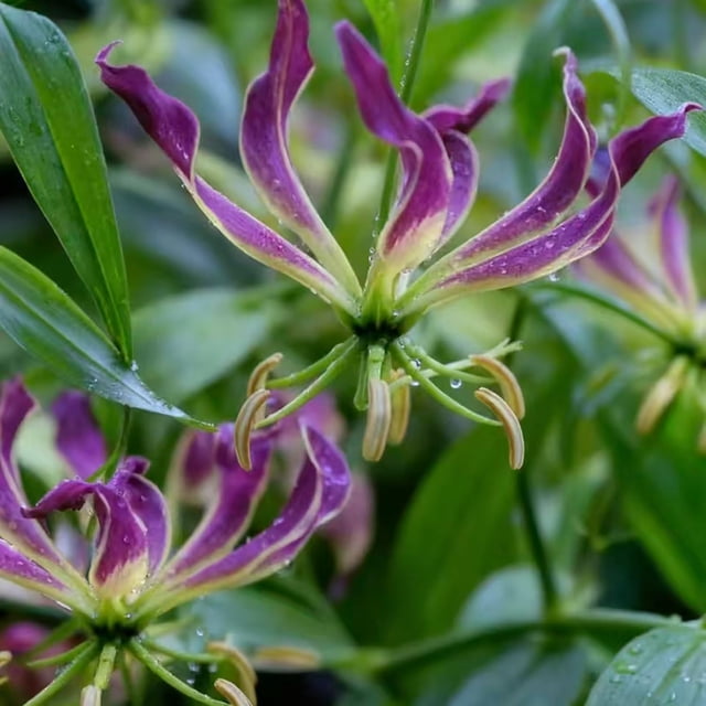 HJADGG Bulbes de Rothschildiana Gloriosa (Lys de Feu/lys en Flammes) - Fleur de Vigne Grimpante Exotique 8 Pcs / 20 Pcs Floraisons Rouges et Jaunes Vibrantes pour Jardin et Contenants (Violet,20)