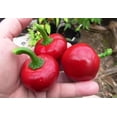 thumbnail image 4 of GSDWIUEW Seeds Hot Pepper Cherry Round Red Heiroom Vegetable for Planting, 4 of 8