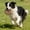 Brown_Base#135230, variant on Dog Chew Toys for Teething Puppies - Long Lasting Bone Shape Dental Chew Sticks for Anxiety Relief
