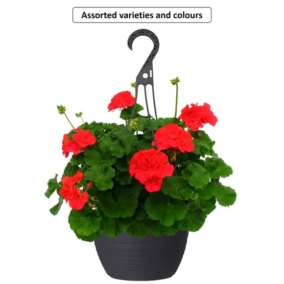 Expert Gardener #10 Everyday Hanging Basket Flowering Annuals, Assorted Colours & Varieties, Outdoor Live Plants for Home Garden