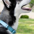 thumbnail image 3 of Country Brook Petz Martingale Dog Collar - Heavy-Duty Training Collar with No Buckle - Service Dog Collar for All Pups - Vibrant, Colorful Collection (Ocean Blue, 3/4 Inch, Small), 3 of 8