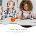 thumbnail image 4 of Modèle de Gènes Humains en Plastique Modèle d'ADN Jouet Scientifique Modèle Biologique pour Enfants, 4 of 8