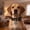 A, variant on Dvkptbk dog collar Pet Necklace Adjustable Dog Collar with Bow Collar WithSoft Nylon Puppy Collar for Small Medium Large Dogs Fashion Pet Accessories Adjustable Safety Buckle