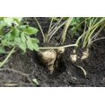 thumbnail image 2 of GSDWIUEW 500+ All American Parsnip Seeds for Planting Heirloom, Sweet & Nutritious Root Vegetable Perfect for Home Gardens, 2 of 4