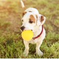 thumbnail image 1 of Dog Ball Toy, EVA Material  Dog Chew Toy, For Dogs Grind Their Teeth Dogs Pet Relieve Pressure, 1 of 8