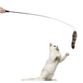 thumbnail image 4 of High-Quality Materials,, Cat Wand Stick, Healthy Interactive Natural Comfort  For Keep Cats Active For Unforgettable Time, 4 of 8