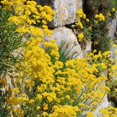 thumbnail image 1 of GSDWIUEW Mountain Gold Seeds-Alyssum montanum, 1 of 6