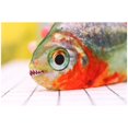 thumbnail image 3 of maskred Electric Cat Toy Simulation Plush Fish Shape Toy Doll USB Funny Interactive Pets Pillow for Cat Kitty Kitten No.1, 3 of 4