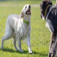 thumbnail image 2 of Handheld Ultrasonic barking control device with Wrist Strap, Bark trainer, ultrasonic dog bark deterrent, 2 of 5