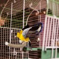 thumbnail image 4 of Dvkptbk Birds Standing Rod Cage Claw Sharpening Rod, 4 of 6